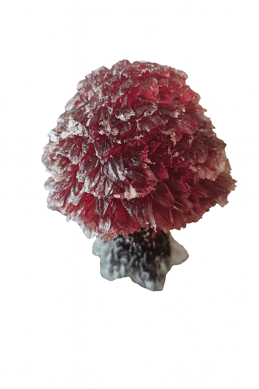 Kırmızı Hayat Ağacı